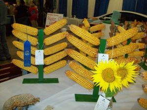 Award winning corn on display